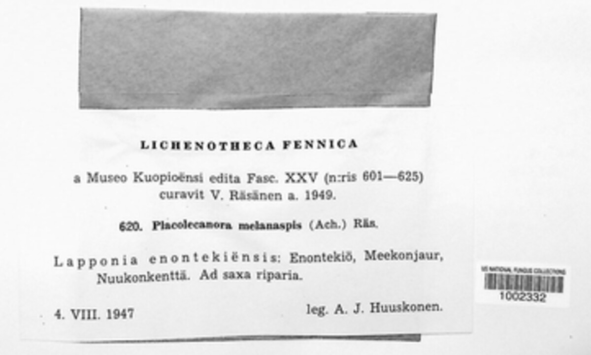 Lobothallia melanaspis image